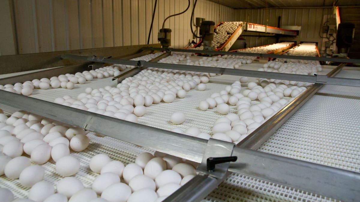 Eggs moving along an automated sorting line